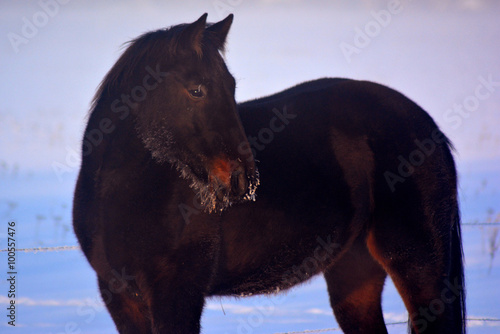 Black standardbred big horse on winter in the mist