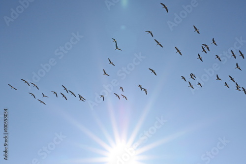 Flock of birds, Greater white-fronted goose in flight, anser erythropus photo