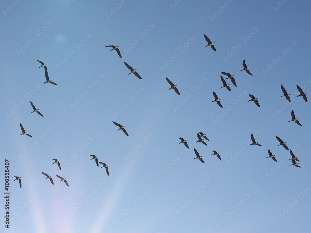 Flock of birds, Lesser White-Fronted Goose in flight, anser erythropus