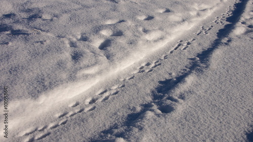 diagonal verlaufende Hasenspuren im Schnee in sonniger Winterlandschaft
