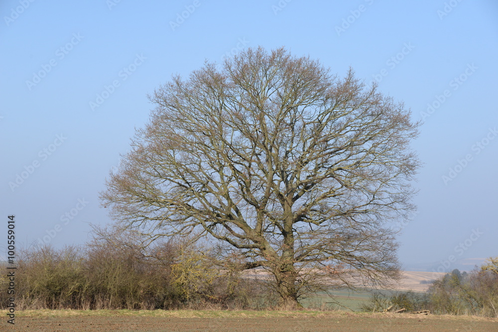 Obraz premium Baum auf einem Feld