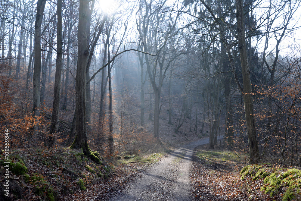 Fototapeta premium Sonne im Wald