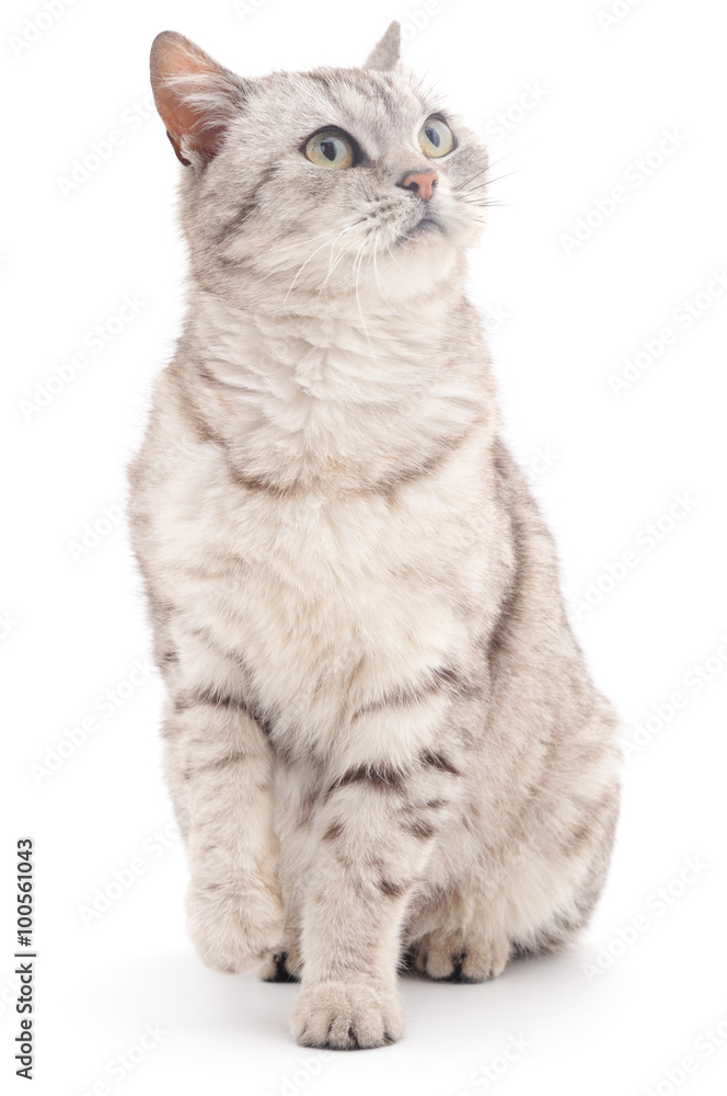 Obraz premium Grey cat.