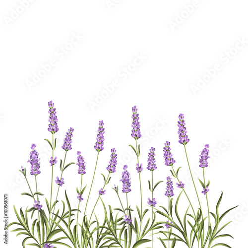 Wreath of lavender flowers.