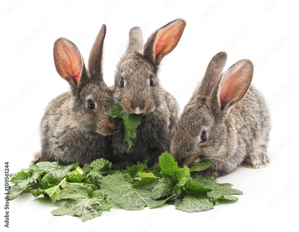 Obraz premium Young rabbits that eat greens.