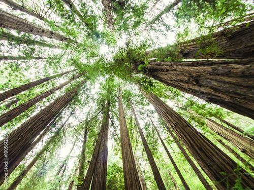 Photos Muir Woods, California, USA