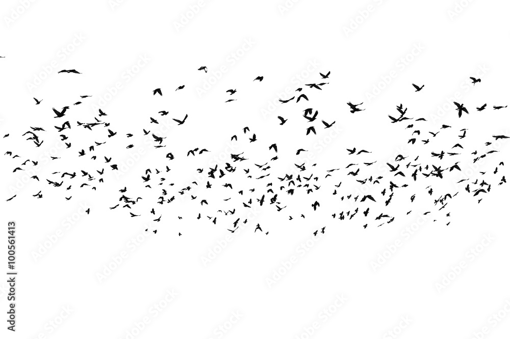 Fototapeta premium flock of birds isolated on white background, with clipping path, Rook (Corvus frugilegus)
