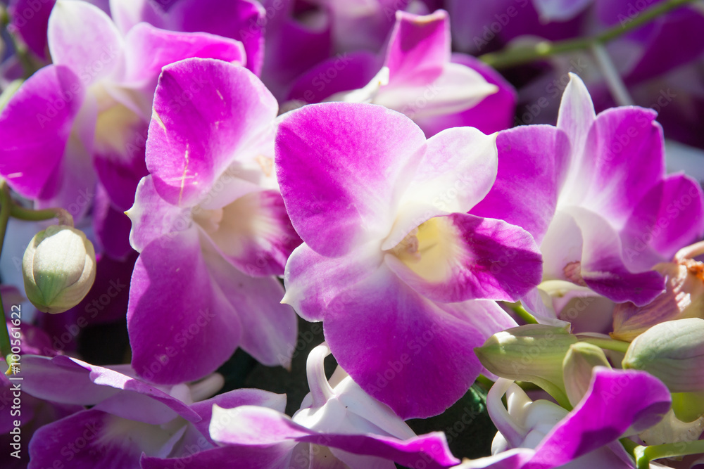 Obraz premium Orchid Flower