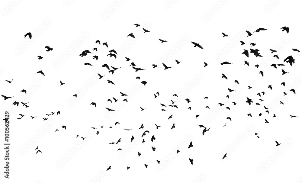 Fototapeta premium stado ptaków na białym tle, ze ścieżką przycinającą, wieża (Corvus frugilegus)