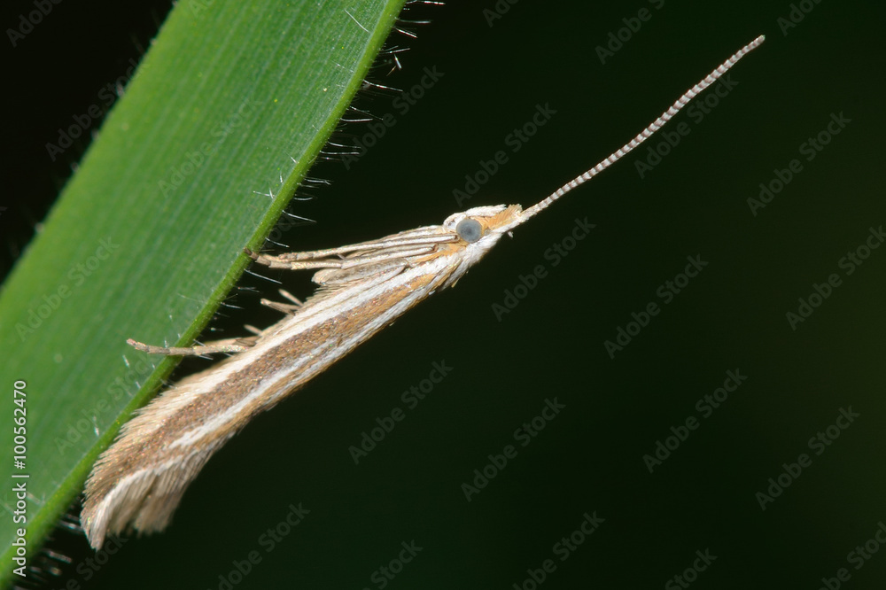 Coleophora albicosta micro moth. A micro moth in the family Coleophoridae at rest on grass
Coleophora albicosta micro moth. A micro moth in the family Coleophoridae at rest on grass