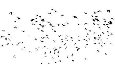 Wandcirkels Vogel Roek in vlucht op wit  © dule964
