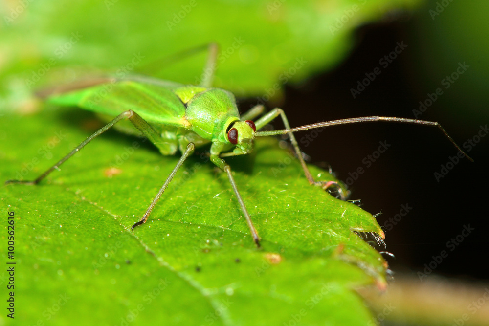 Calocoris alpestris Mirid bug. A green true bug in family Miridae, showing the identifying features of a black collar and edge to the scutellum
Calocoris alpestris Mirid bug. A green true bug in family Miridae, showing the identifying features of a black collar and edge to the scutellum