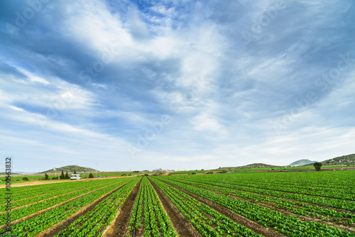 Plantations of greenery in the Mar Menor  mountains in the background. The province of Murcia. Spain