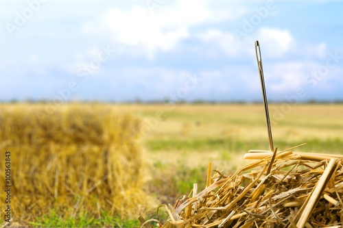 Foto Needle in a Haystack.