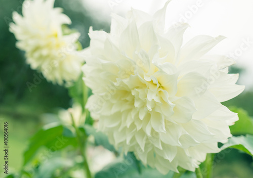 White dahlia