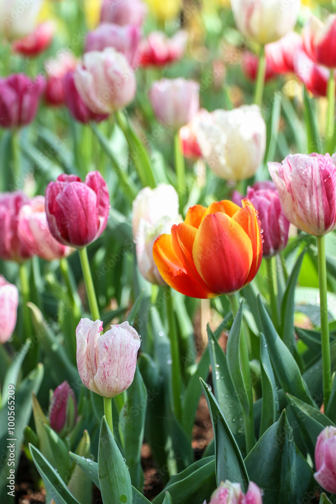 Tulip flowers in the garden