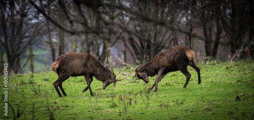 Red deer stags in the distance fighting during mating season