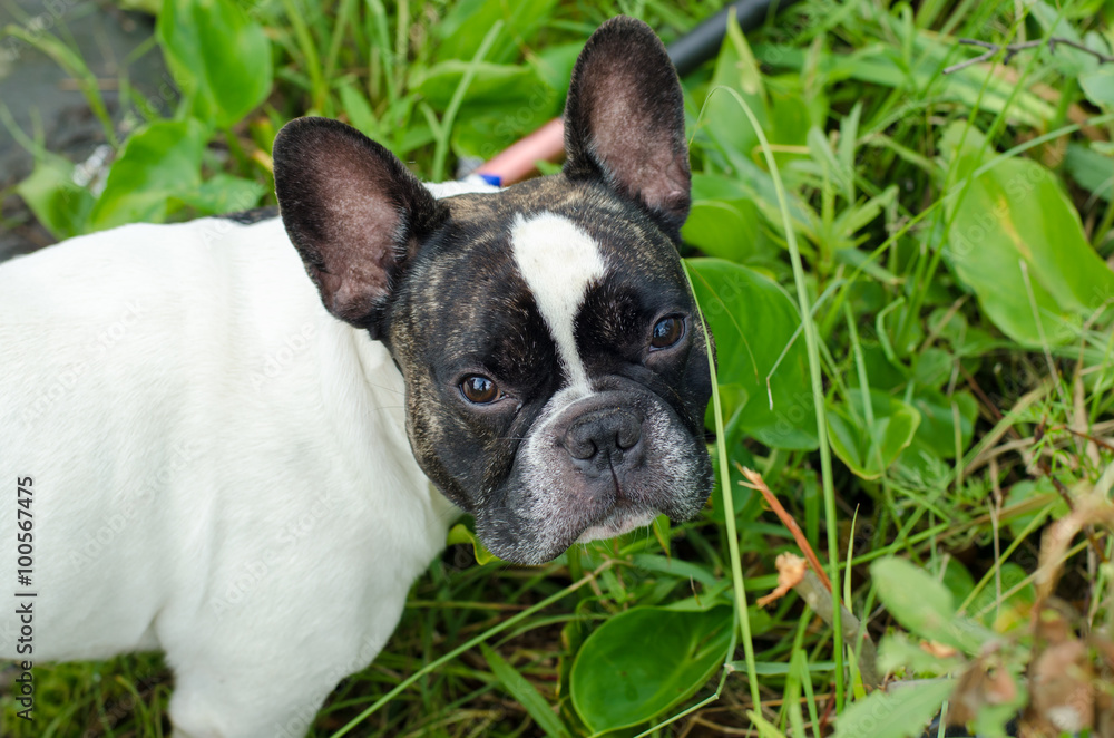 Dog, French bulldog