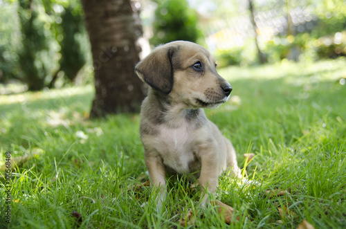 Adorable mixed breed puppy in the grass