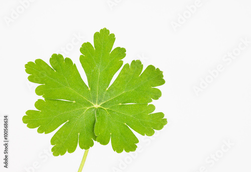 Bright green cranesbill hairy leaf