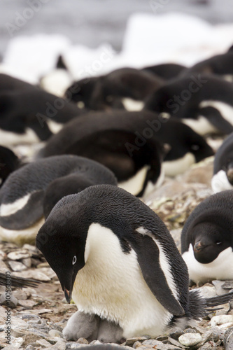 Adelie penguin and hatchlings