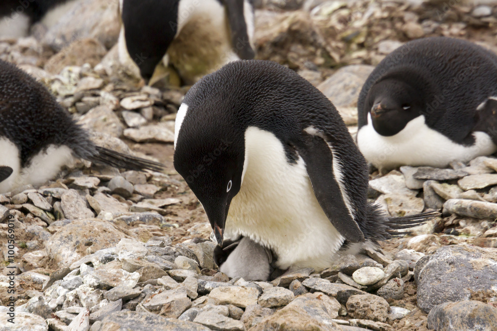 Fototapeta premium Adelie penguin on nest with hatching chick