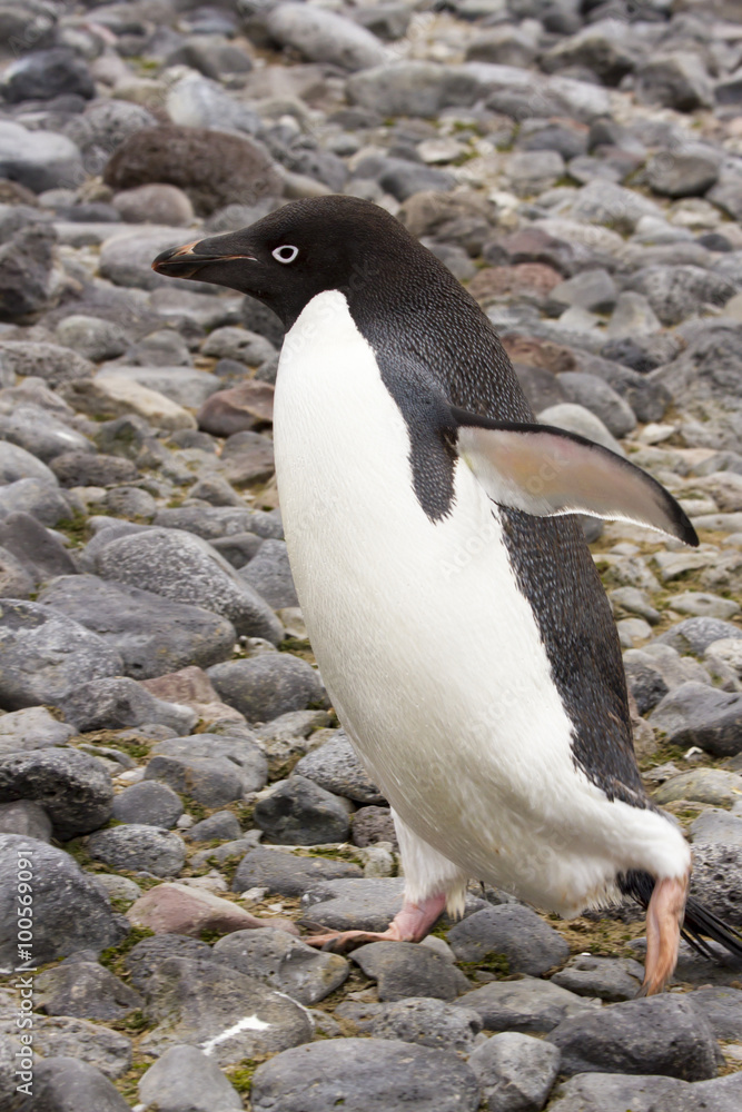Naklejka premium Adelie penguin walking on rocks, Paulet Island, Antarctica