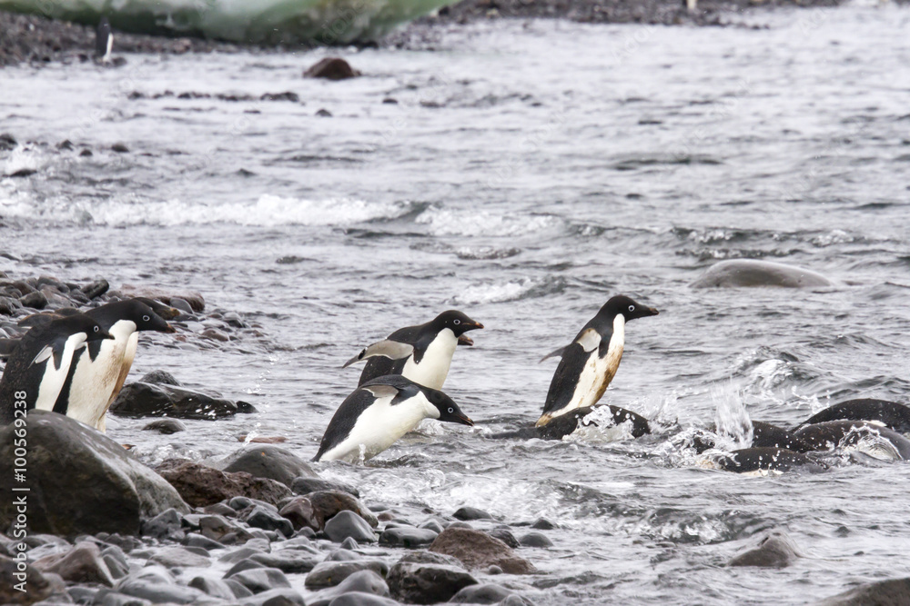 Fototapeta premium Diving adelie penguins, Paulet Island, Antarctica
