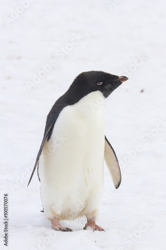 Standing Adelie penguin