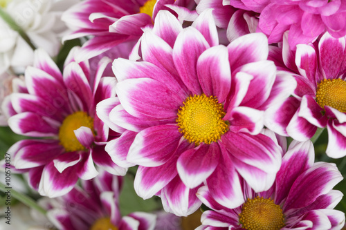 Close up of colorful flowers