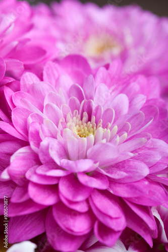 Close up of colorful flowers