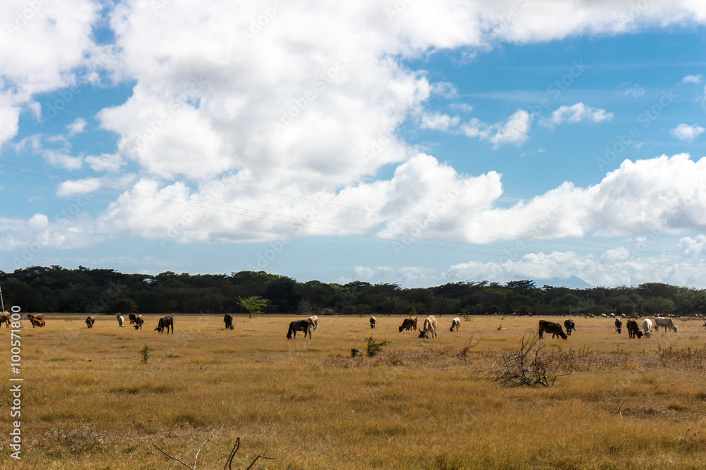 cows in dried field from Nicaragua cows in dried field from Nicaragua