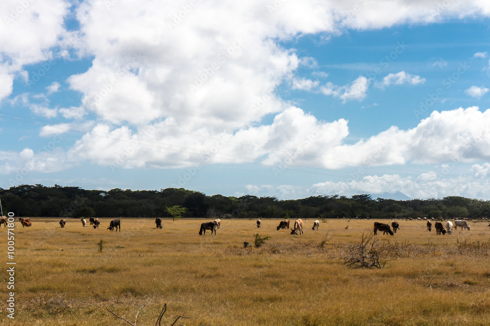 cows in dried field from Nicaragua