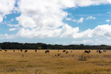 cows in dried field from Nicaragua