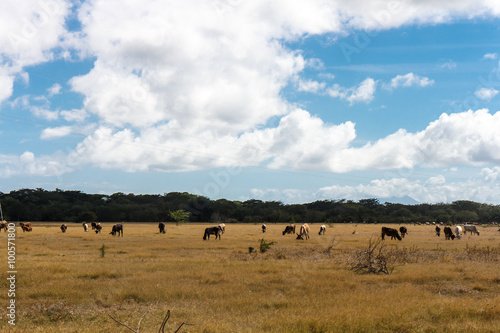 cows in dried field from Nicaragua