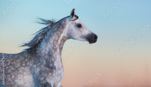 Gray purebred Arabian horse on background of evening sky