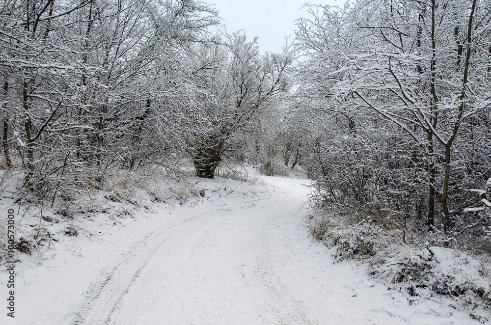 footpath in winter forest footpath in winter forest