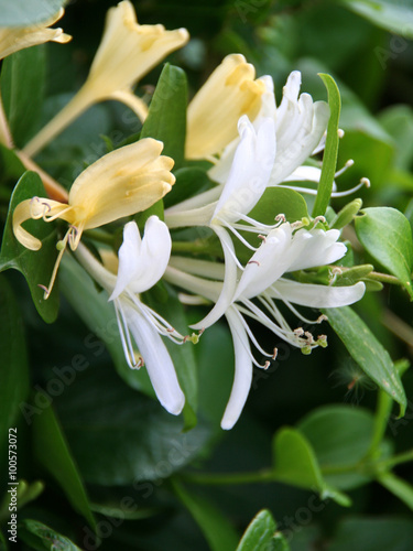 Honeysuckle Lonicera woodbine closeup