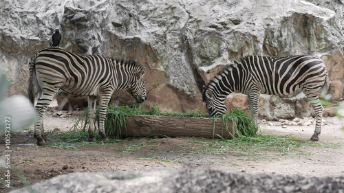 Zebras   Zebras eating the grass together.