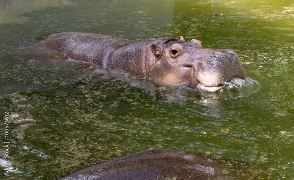 Hippopotamus / Hippopotamus playing in the pool.