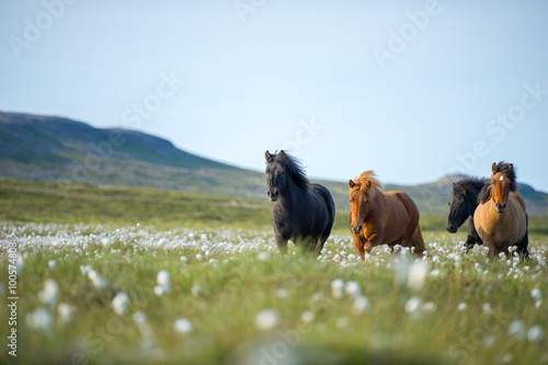 Icelandic horses. The Icelandic horse is a breed of horse developed in Iceland. Although the horses are small, at times pony-sized, most registries for the Icelandic refer to it as a horse. photo