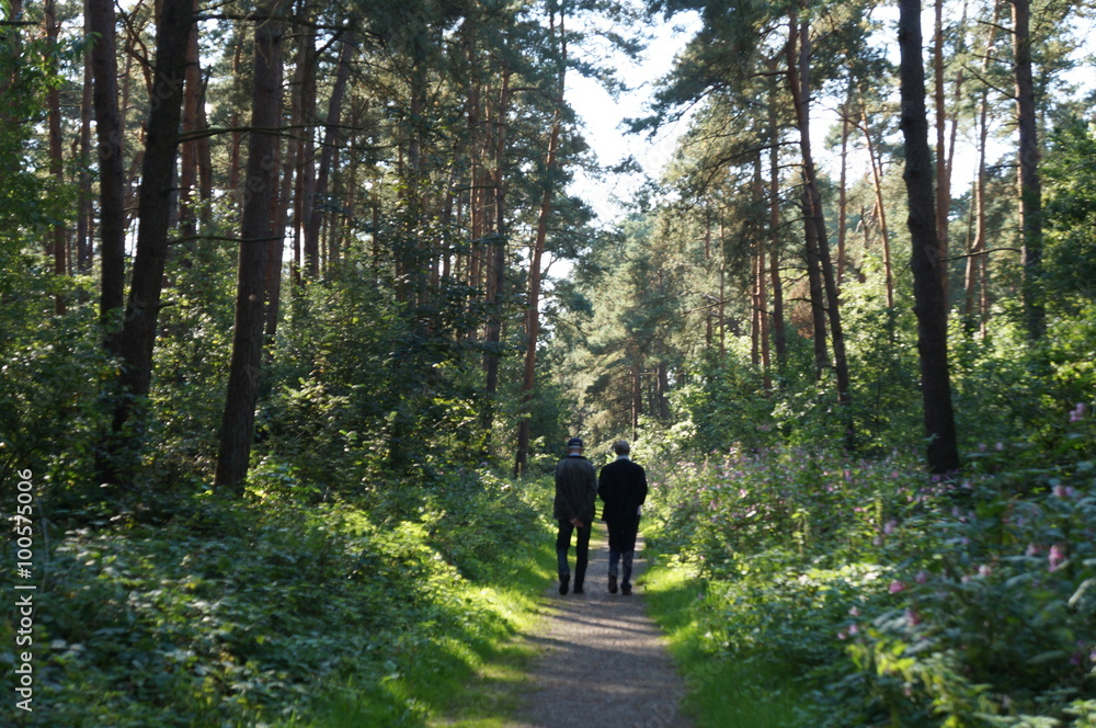 Wald Wald