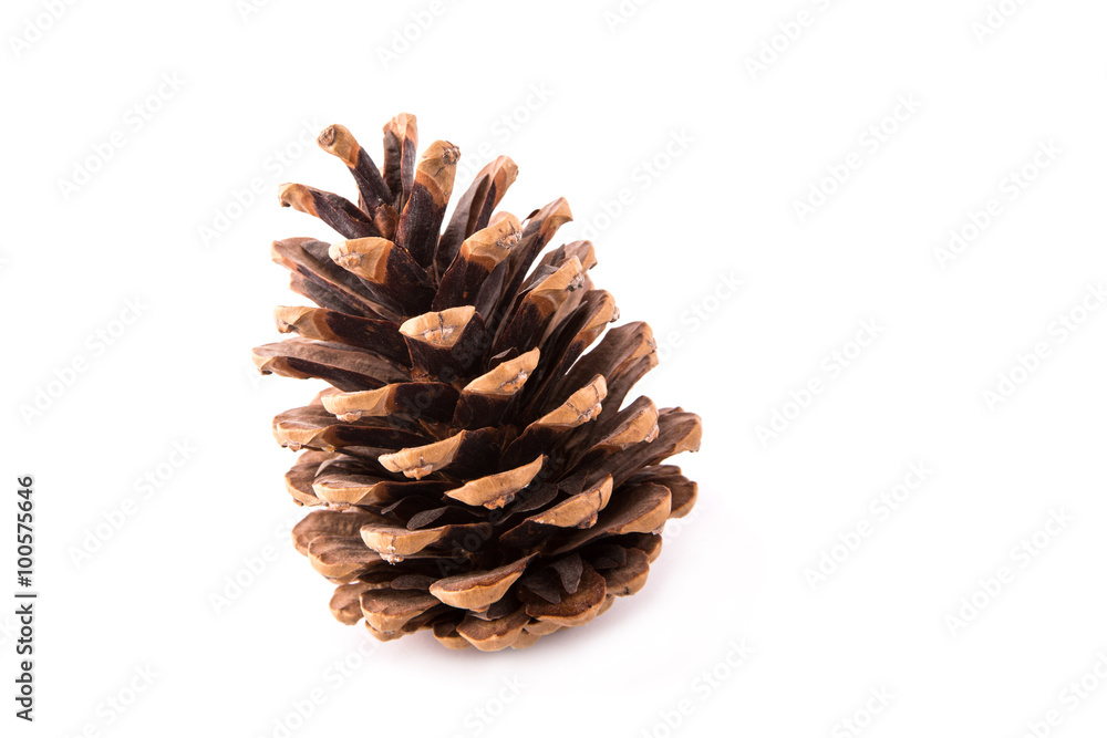 beautiful fir-cone isolated on white beautiful fir-cone isolated on white