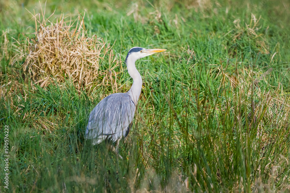 an heron in the field