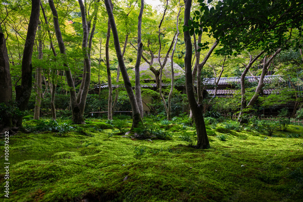 Moss garden view in Arashiyama, Kyoto