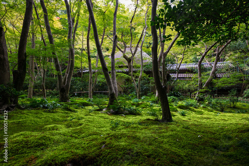 Moss garden view in Arashiyama, Kyoto