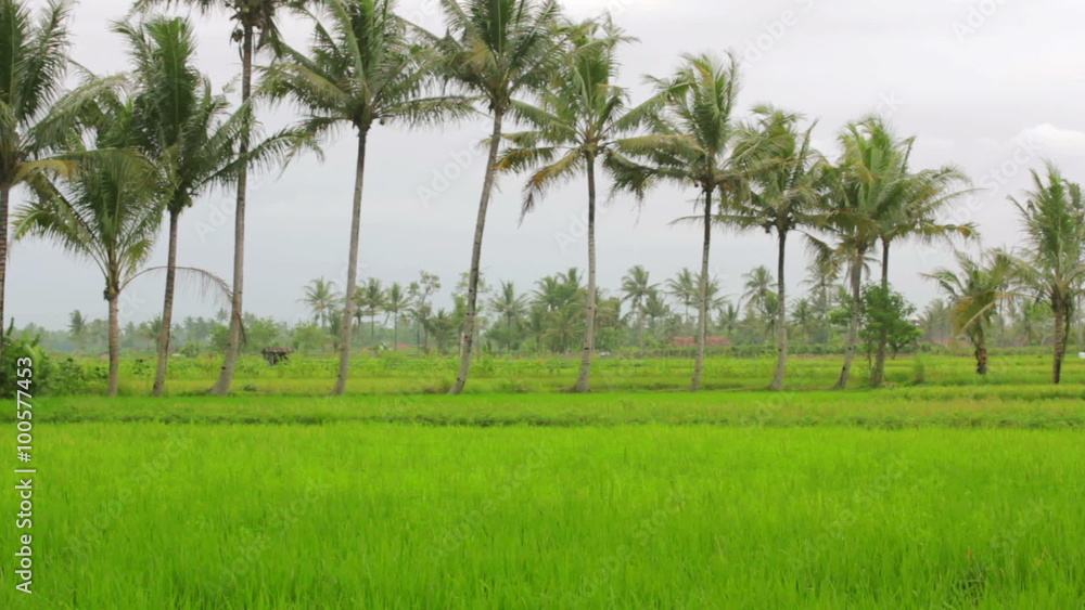 beautifful rice fields in bali beautifful rice fields in bali