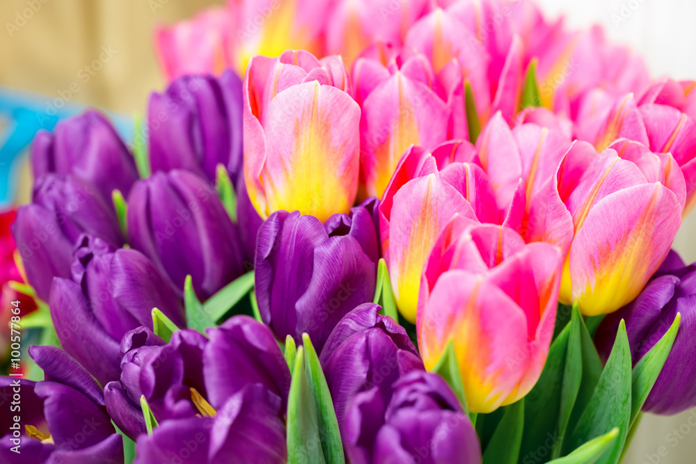 Beautiful pink and purple tulips. A bouquet of flowers for March 8, or Valentine's day Beautiful pink and purple tulips. A bouquet of flowers for March 8, or Valentine's day