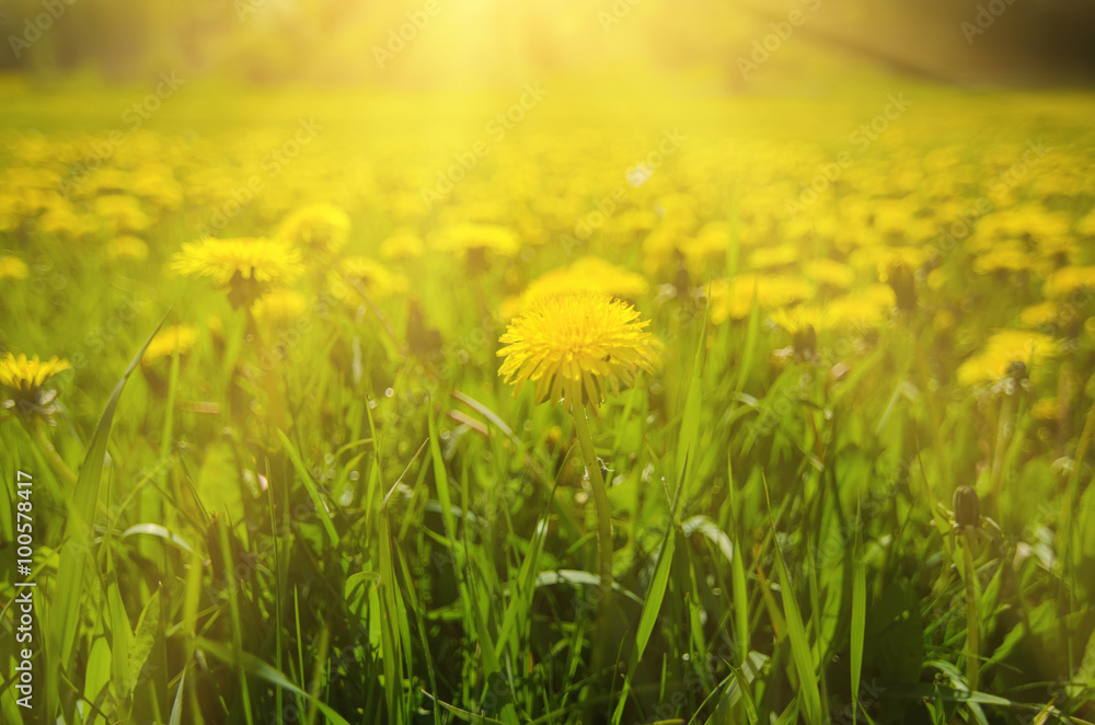 Dandelion yellow flowers growing on the meadow in spring time on the green grass with sun rays