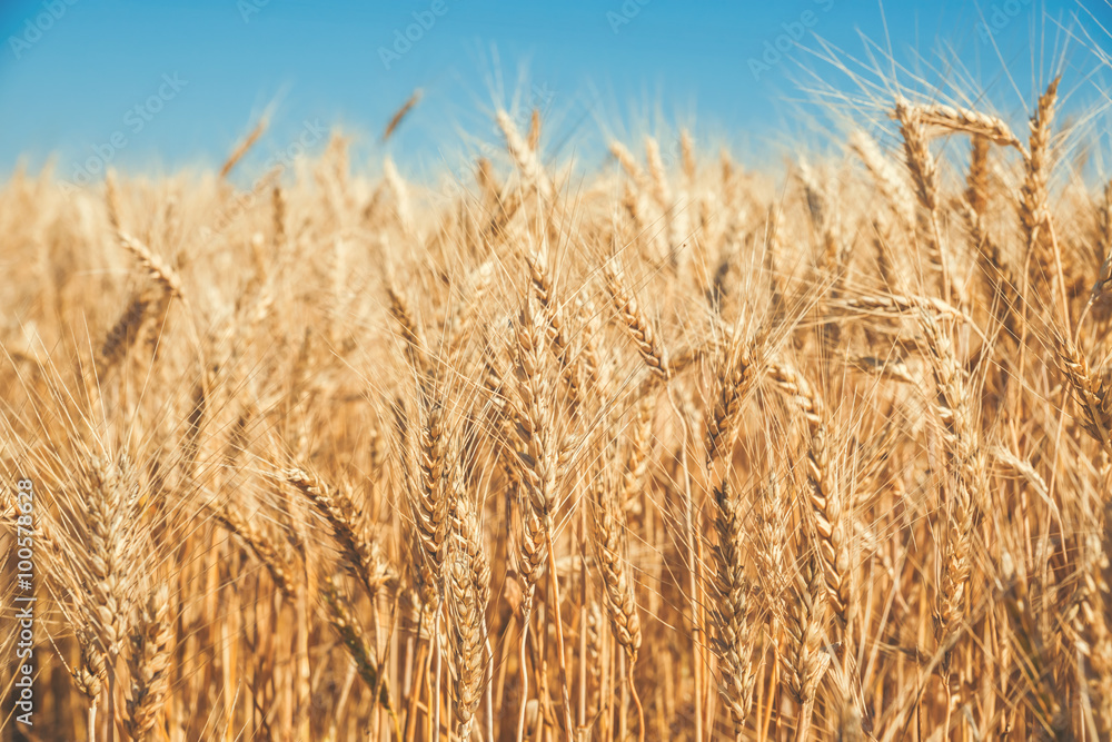 Fototapeta premium Gold wheat field and blue sky